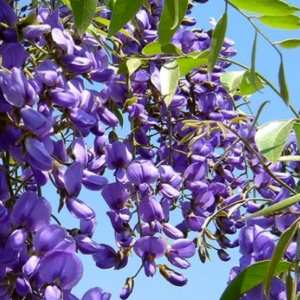 Bolasanthus Speciosus Purple Wisteria