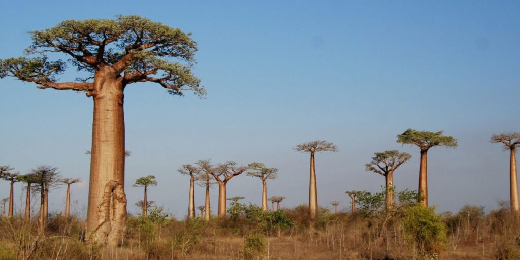 African baobab is a common, multifunctional tree native to Western Africa's arid and semi-Arid regions.