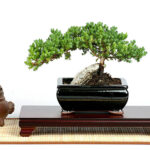 Rock Juniper Bonsai tree features the tranquility of Bonsai but in a smaller size.