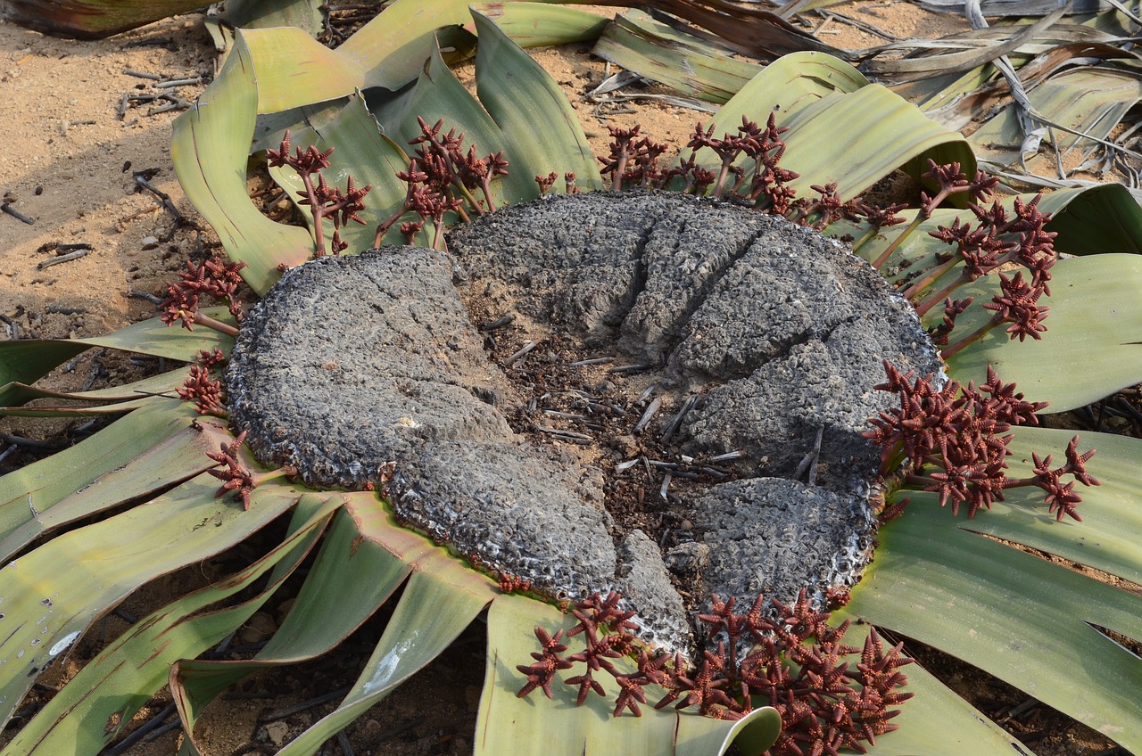 Welwitschia Mirabilis, is one of Namibia's most iconic plants, is often referred to as a "living fossil" due to its remarkable lifespan, which can exceed 1,000 years. This extraordinary plant is uniquely adapted to survive the harsh desert environment.