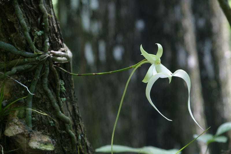 Dendrophylax lindenii, commonly known as the Ghost Orchid, is native to Cuba, the West Indies, and Florida, where it has been found in three southern counties. This unique orchid is leafless, relying on its gray-green chlorophyllous roots, adorned with short white markings, to perform photosynthesis. These roots can range in width from 3 to 5 mm and extend over 50 cm in length, making the Ghost Orchid a fascinating and highly specialized species.