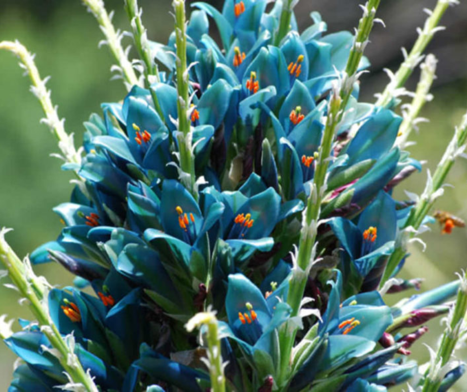 Vibrant close-up of Puya alpestris flowers, displaying vivid sapphire-blue petals with bright orange anthers on a tall flowering spike, surrounded by green stems and visited by a small pollinating insect.