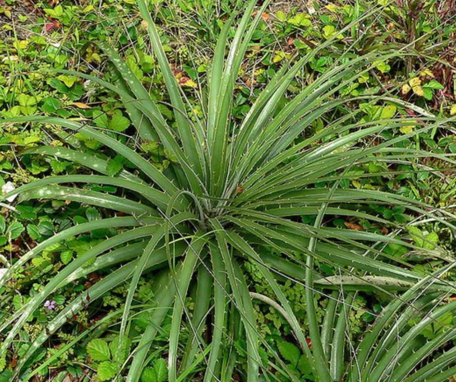 Rosette of spiky green leaves of a Puya alpestris plant growing close to the ground in a natural garden setting, surrounded by dense green foliage and wild plants.