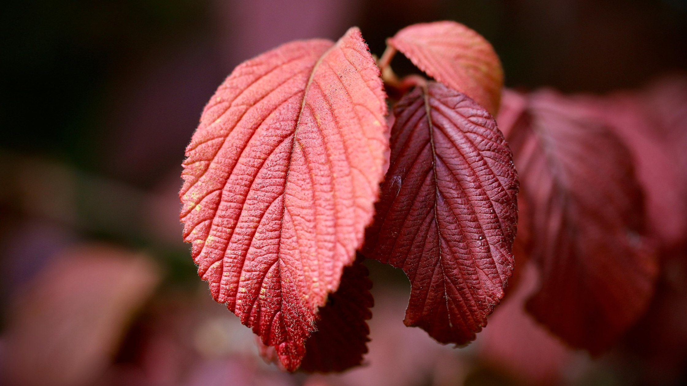 Close-up of vibrant red autumn leaves with textured veins and a soft blurred background, capturing the rich colors and details of fall foliage.