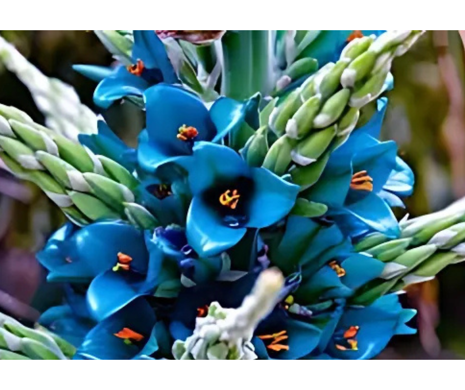 Close-up of Puya alpestris, also known as Sapphire Tower, showcasing its vivid blue-green flowers with bright orange anthers, blooming on a tall spike against a natural background.