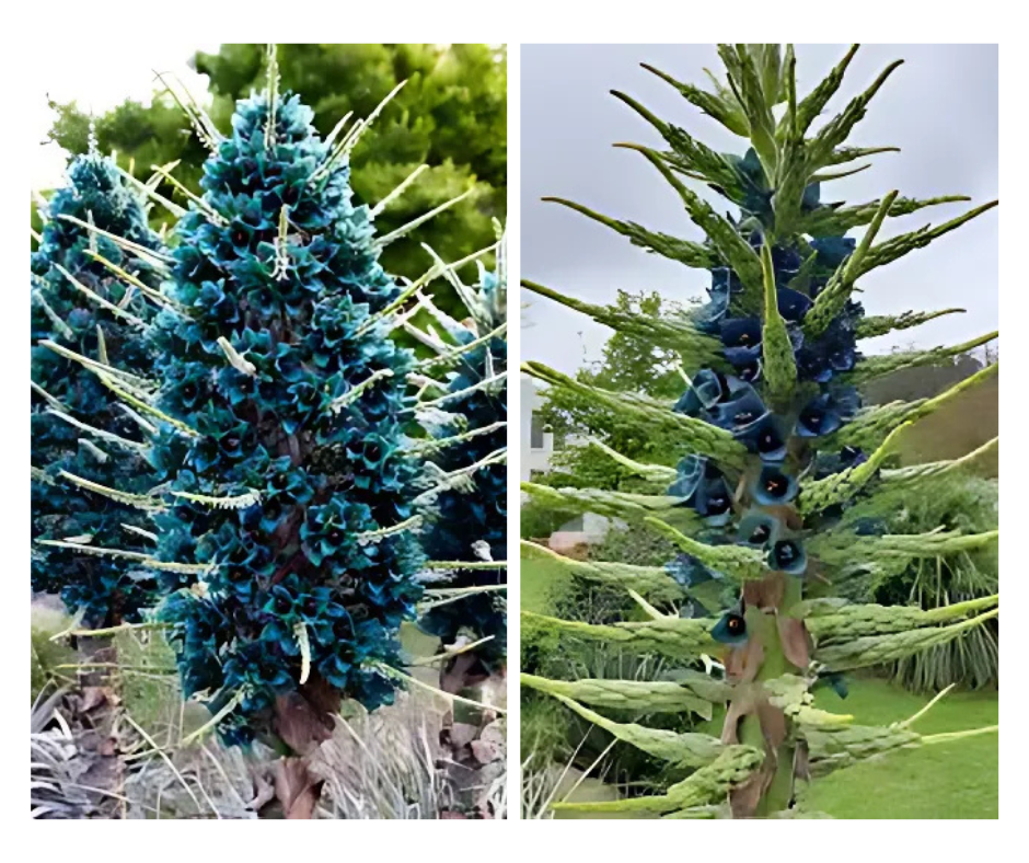 Vibrant close-up of Puya alpestris flowers, displaying vivid sapphire-blue petals with bright orange anthers on a tall flowering spike, surrounded by green stems and visited by a small pollinating insect.